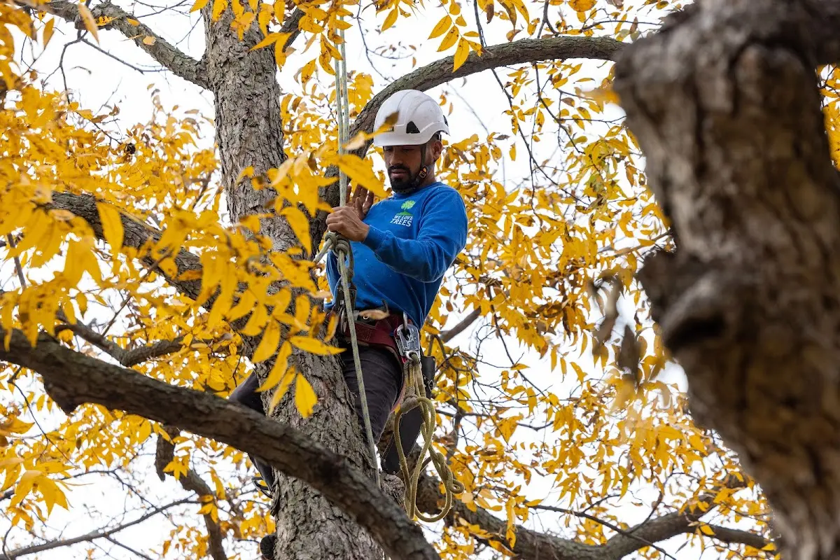 Skilled Tree Planting crew working in Wright City