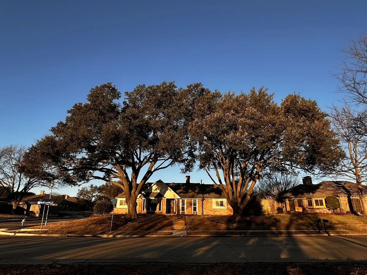 Established residential canopy tree shading a home in Wright City